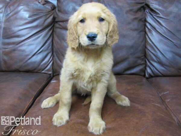 Golden Retriever DOG Female Golden 25744 Petland Frisco, Texas