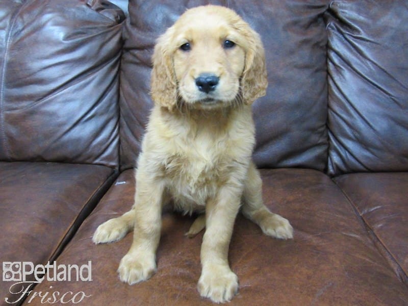 Golden Retriever-DOG-Female-Golden-2734163-Petland Frisco, Texas