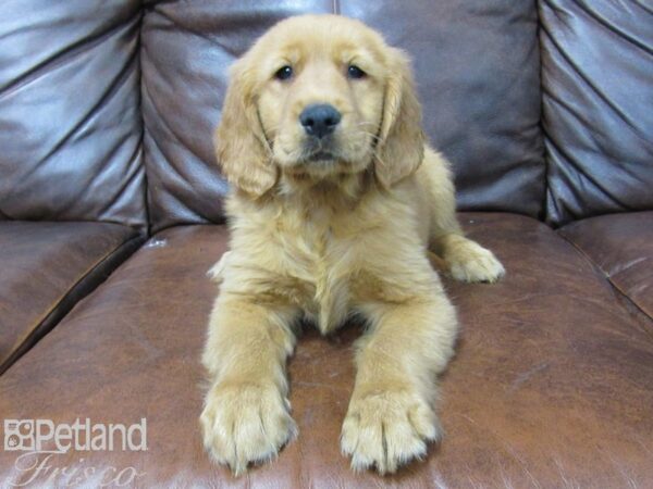 Golden Retriever DOG Male Golden 25743 Petland Frisco, Texas