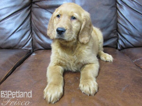 Golden Retriever DOG Male Golden 25742 Petland Frisco, Texas