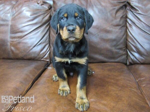 Rottweiler DOG Male Black Tan 25741 Petland Frisco, Texas