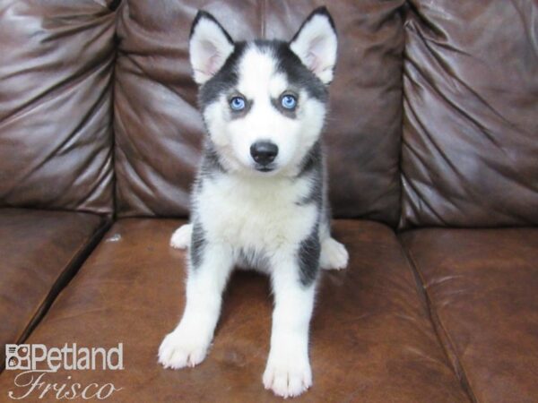 Siberian Husky-DOG-Female-Black White-25740-Petland Frisco & Mckinney, Texas