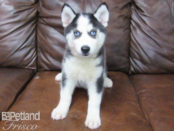 Siberian Husky DOG Female Black White 25740 Petland Frisco, Texas