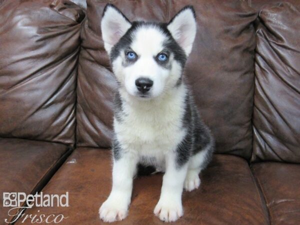 Siberian Husky DOG Male Black White 25739 Petland Frisco, Texas