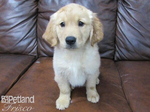 Golden Retriever DOG Female Golden 25738 Petland Frisco, Texas