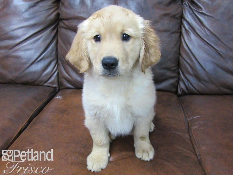 Golden Retriever-DOG-Female-Golden-2734195-Petland Frisco, Texas