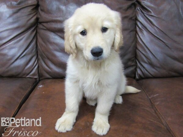 Golden Retriever DOG Female Golden 25737 Petland Frisco, Texas