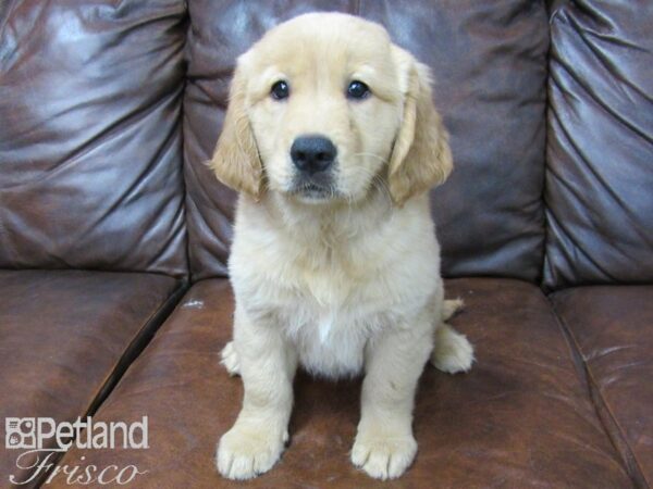 Golden Retriever DOG Male Golden 25736 Petland Frisco, Texas