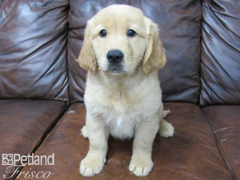 Golden Retriever-DOG-Male-Golden-2734188-Petland Frisco, Texas