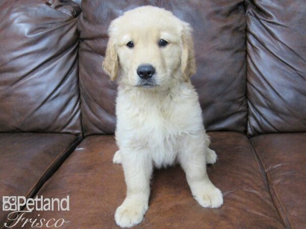 Golden Retriever DOG Male Golden 25735 Petland Frisco, Texas