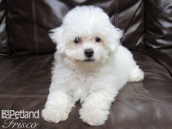 Bichon Frise-DOG-Female-White-25793-Petland Frisco, Texas