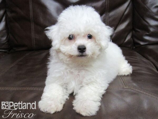 Bichon Frise-DOG-Female-White-25793-Petland Frisco & Mckinney, Texas