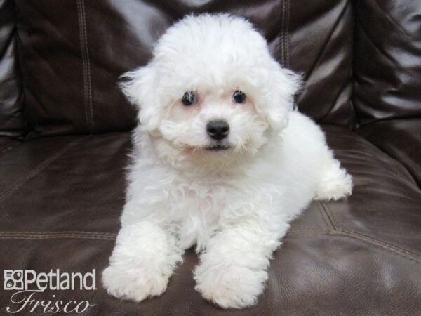 Bichon Frise DOG Female White 25793 Petland Frisco, Texas