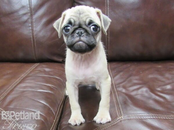 Pug-DOG-Female-Fawn-25792-Petland Frisco & Mckinney, Texas