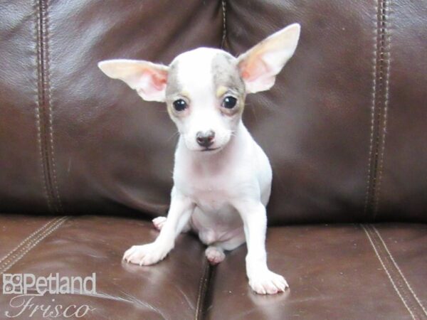 Chihuahua DOG Male Blue Merle 25791 Petland Frisco, Texas