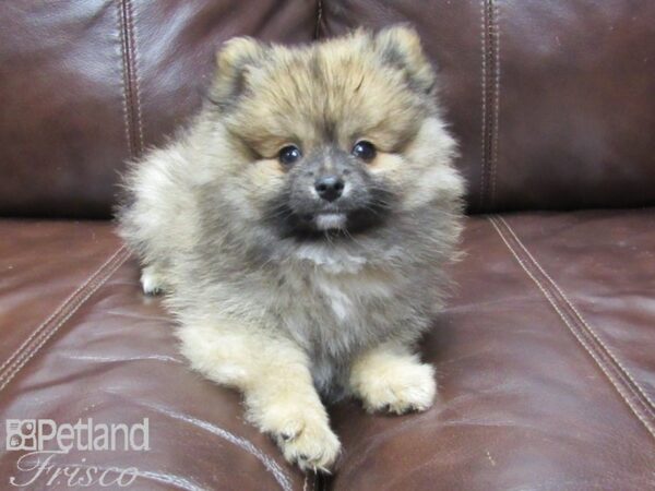 Pomeranian DOG Male Sable 25790 Petland Frisco, Texas