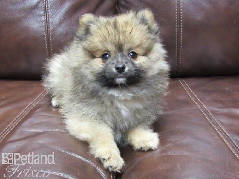Pomeranian-DOG-Male-Sable-2743873-Petland Frisco, Texas