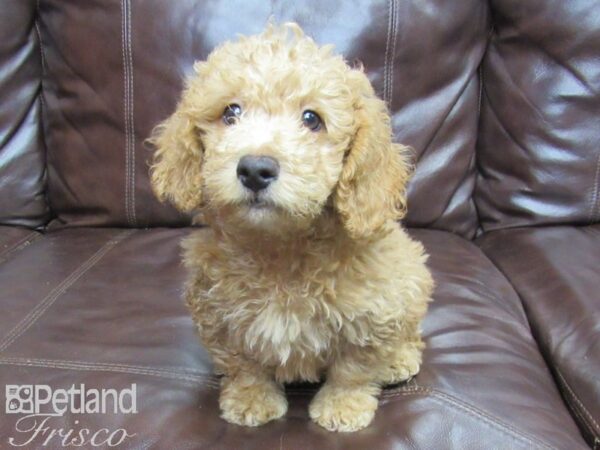 F1B Mini Goldendoodle DOG Male Red 25789 Petland Frisco, Texas