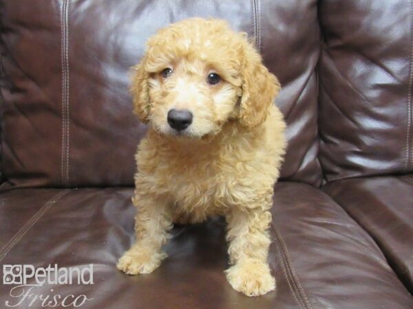 F1B Mini Goldendoodle DOG Male Red 25788 Petland Frisco, Texas