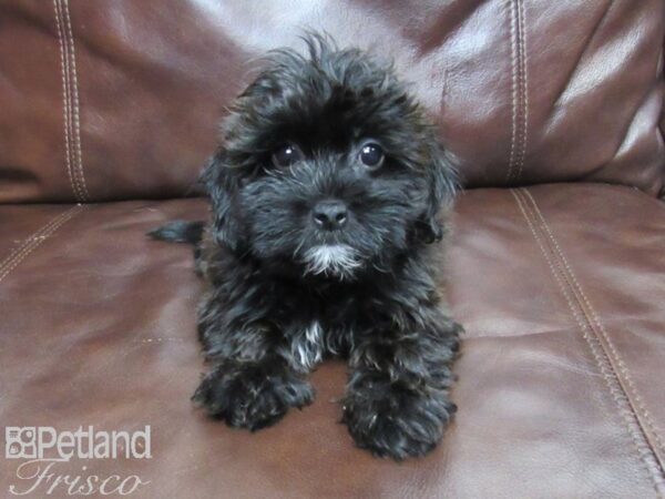 Shihpoo DOG Male BLK 25787 Petland Frisco, Texas