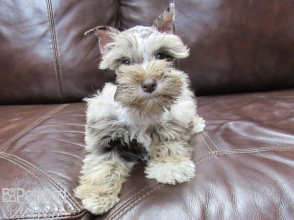 Miniature Schnauzer DOG Female Chocolate Merle 25786 Petland Frisco, Texas