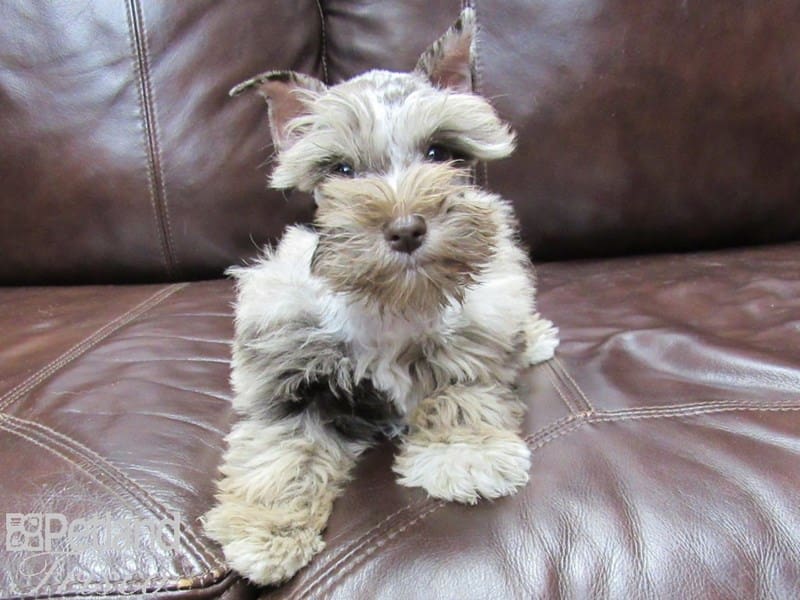 Miniature Schnauzer-DOG-Female-Chocolate Merle-2743700-Petland Frisco, Texas
