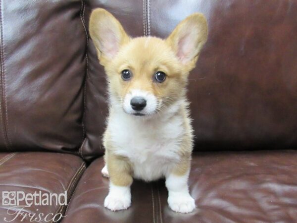 Pembroke Welsh Corgi DOG Female Sable & White 25785 Petland Frisco, Texas