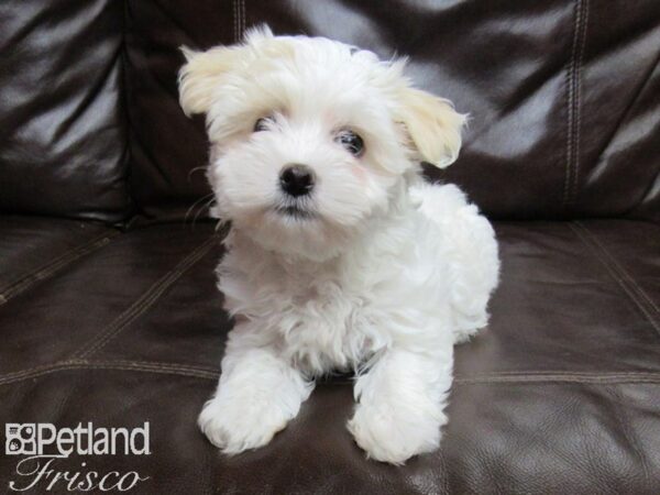 Havanese-DOG-Female-White & Cream-25784-Petland Frisco & Mckinney, Texas