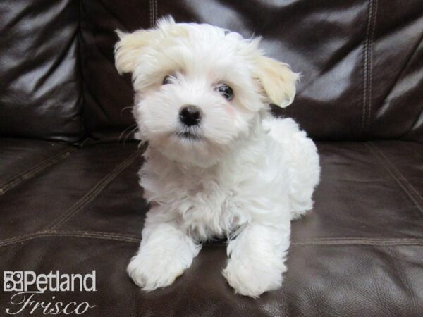 Havanese-DOG-Female-White & Cream-25784-Petland Frisco, Texas