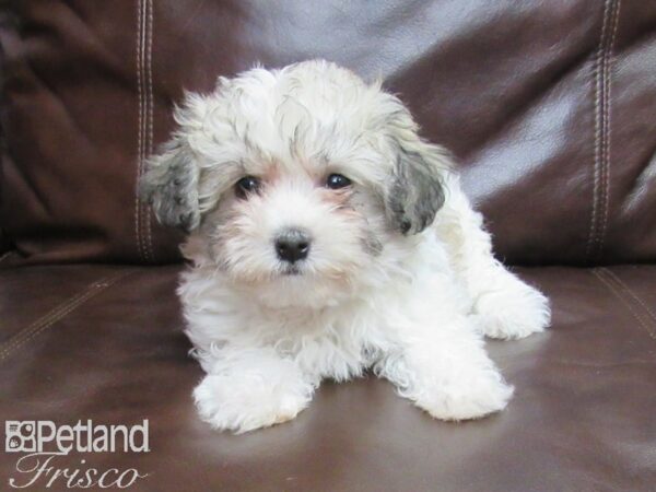 Havanese DOG Female SBL WHT PARTI 25780 Petland Frisco, Texas