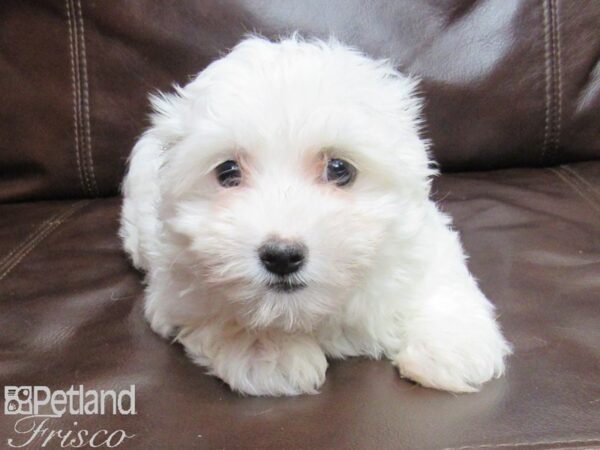 Havanese-DOG-Male-White & Cream-25783-Petland Frisco & Mckinney, Texas