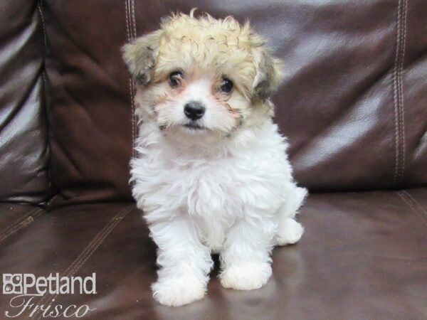 Havanese DOG Female SBL WHT PARTI 25781 Petland Frisco, Texas