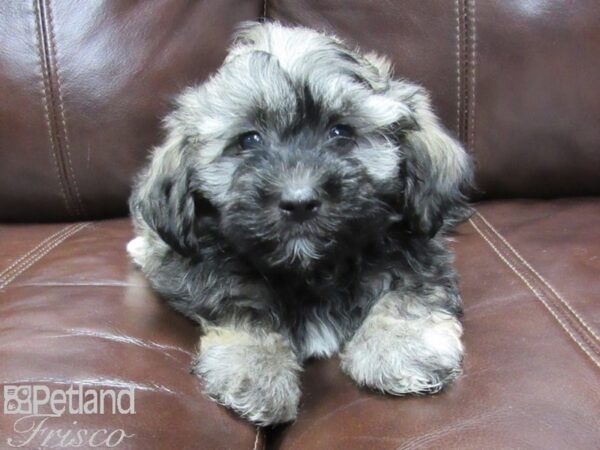 Havanese-DOG-Male-Charcoal-25772-Petland Frisco & Mckinney, Texas