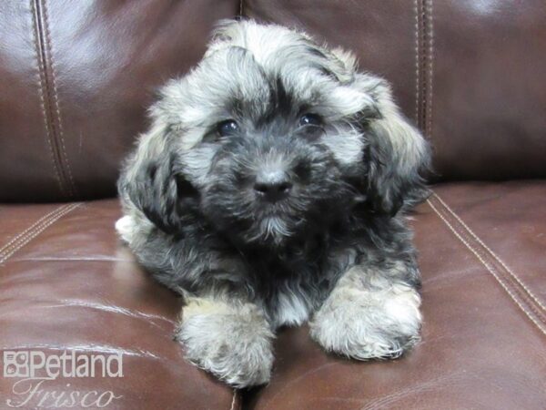 Havanese DOG Male Charcoal 25772 Petland Frisco, Texas