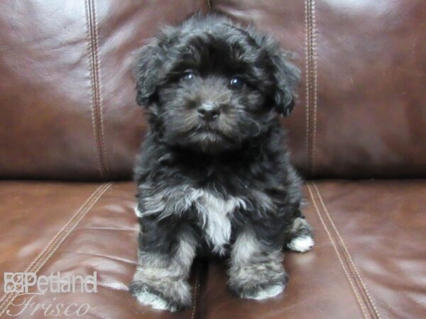 Havanese DOG Male Black 25773 Petland Frisco, Texas