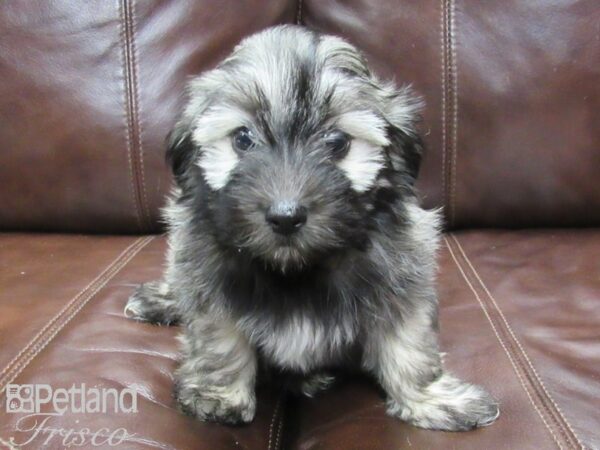 Havanese-DOG-Female-Charcoal-25774-Petland Frisco & Mckinney, Texas