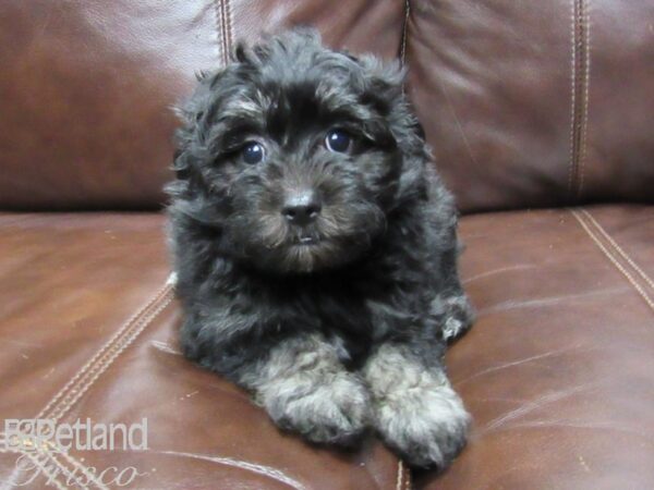 Havanese-DOG-Female-Black-25775-Petland Frisco & Mckinney, Texas