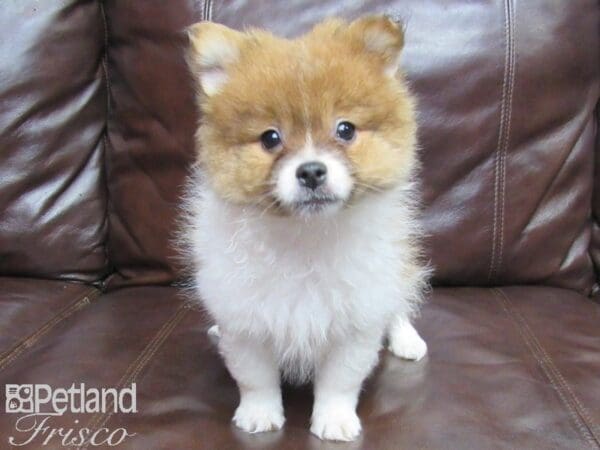 Pomeranian-DOG-Male-Red and White-25776-Petland Frisco, Texas