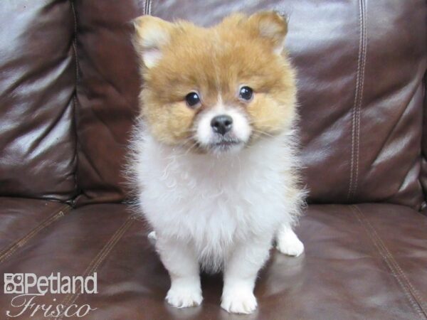 Pomeranian DOG Male Red and White 25776 Petland Frisco, Texas