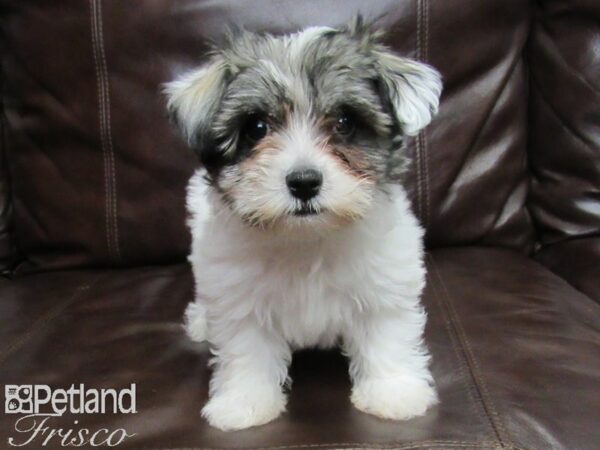 Havanese-DOG-Female-BLK WHT PARTI-25779-Petland Frisco, Texas