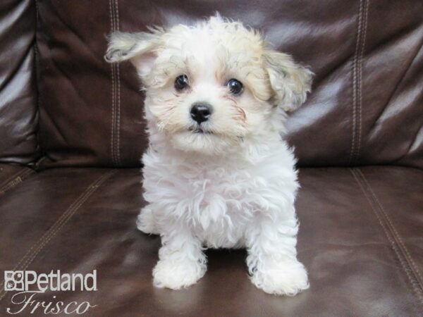 Havanese-DOG-Male-Sable & White-25778-Petland Frisco & Mckinney, Texas