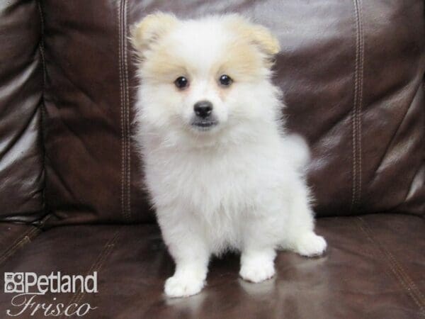 Pomeranian DOG Male Cream 25777 Petland Frisco, Texas
