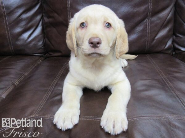 Labrador Retriever DOG Female Yellow 25794 Petland Frisco, Texas