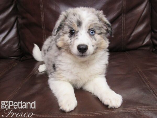 Aussiemo-DOG-Female-Blue Merle-25796-Petland Frisco & Mckinney, Texas