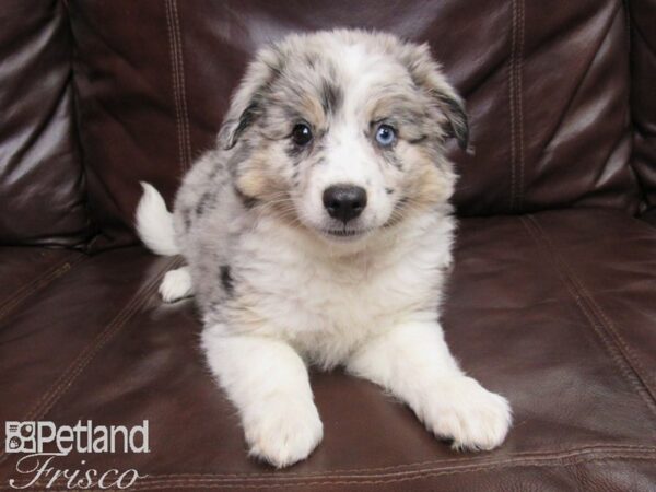 Aussiemo DOG Female Blue Merle 25796 Petland Frisco, Texas