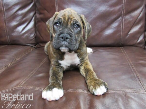 Boxer DOG Male Brindle White 25797 Petland Frisco, Texas