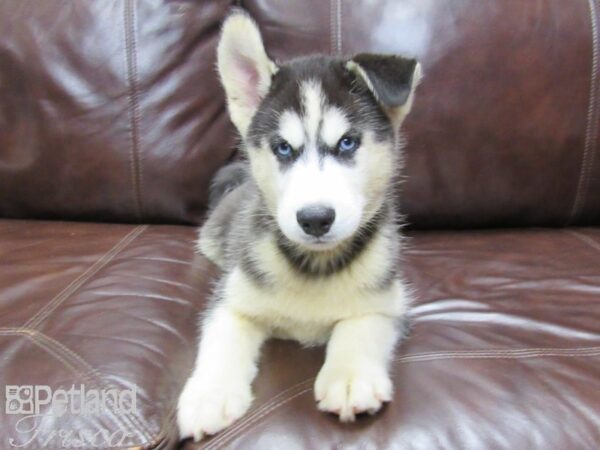 Siberian Husky DOG Male Black White 25798 Petland Frisco, Texas