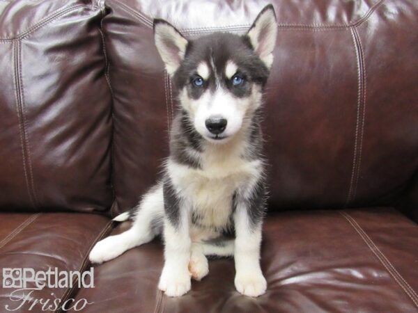 Siberian Husky DOG Female Black White 25799 Petland Frisco, Texas