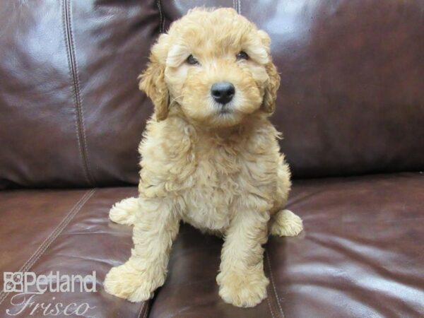 F2 MINI GOLDENDOODLE DOG Male Red 25800 Petland Frisco, Texas