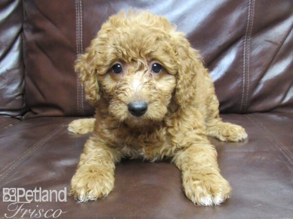 F2 MINI GOLDENDOODLE DOG Male Red 25801 Petland Frisco, Texas